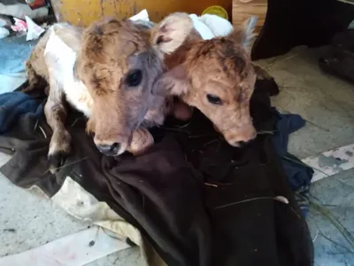 На ферме Красноярского края корова родила тройню