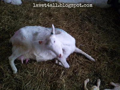 Послеродовые осложнения у коз. Гипокальциемия послеродовая.