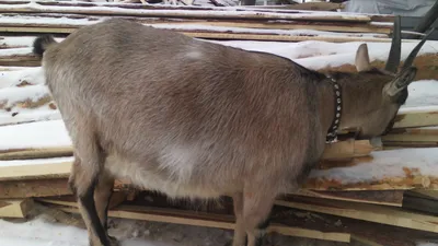 Срочно Продается коза беременная 2 роды: 2 500 000 сум - Сельхоз животные  Чиназ на Olx