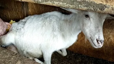 Хочет рожать.Коза рожает,я жду.А тогда она еле родила.Замечательнвй окот -  YouTube