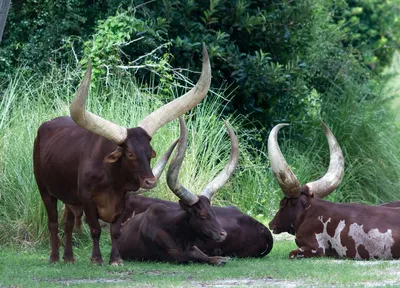 У этих быков – самые большие рога