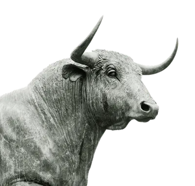 Рога Быка — стоковые фотографии и другие картинки Агрессия - Агрессия,  Арена для боя быков, Африканский буйвол - iStock