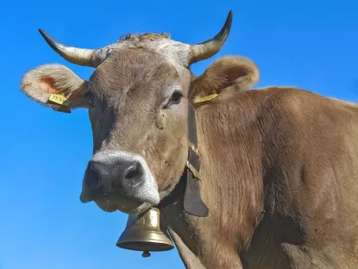 Взять быка за рога\" | Хотя , настправдi це корова ;) | Dennis | Flickr