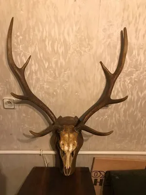 Huge Whitetail Deer 10 Point Antler Taxidermy Horns Shed Cabin 124\" Buck!!!  | eBay