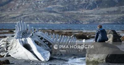 Кадры из фильма \"Левиафан\" режиссера А.Звягинцева | РИА Новости Медиабанк