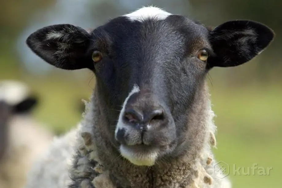 Ягненок 3 месяца. Романовская овца. Романовская порода овец. Ягнята Романовской породы. Племенные ярки.