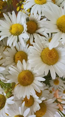 Ромашки | Flower iphone wallpaper, Landscape wallpaper, Beautiful flowers