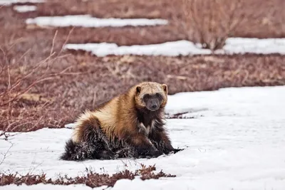 https://animals.pibig.info/22967-kamchatskaja-rosomaha.html