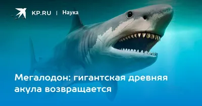 FishingBooker: Опасные акулы: самые смертельные хищники морей