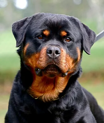 Порода собак ротвейлер (62 фото) - картинки sobakovod.club