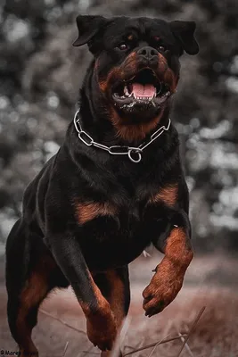 Ротвейлер | Agressive dog, Scary dogs, Rottweiler dog