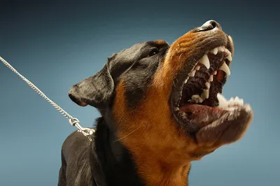 Картинки Ротвейлер Собаки рычит Животные