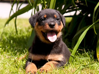 Собака ротвейлер щенок (58 лучших фото)