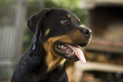 Ротвейлер: все о собаке, фото, описание породы, характер, цена