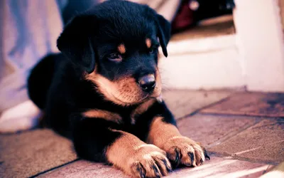 Картинка Щенок ротвейлера » Собаки » Животные » Картинки 24 - скачать  картинки бесплатно