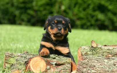 Как назвать ротвейлера? фото собаки, Как назвать щенка ротвейлера? фото  породы собак обои, фото фотографии на р… | Rottweiler puppies, Rottweiler,  German dog breeds
