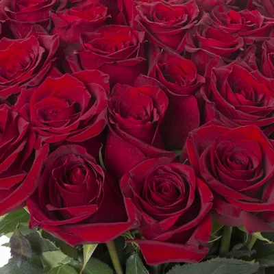 Букет из 35 красных роз Эквадор 70 см - купить в Москве по цене 10590 р -  Magic Flower