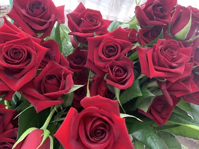 Собствнное производство роз в Кургане - Цветочный