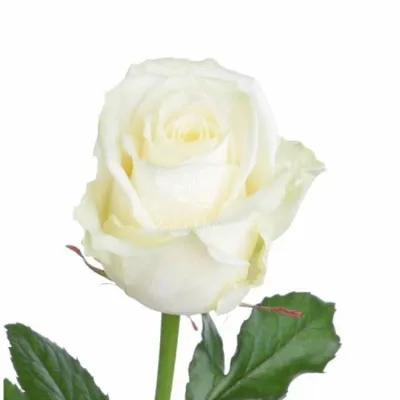 Роза Белуга (Однолетний, ОКС) - купить Розы чайно-гибридные в Киеве и  Украине, выгодная цена Роза Белуга в интернет-магазине Agrostore ТМ  (Агростор)
