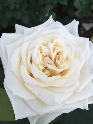 2 Dozen White Beluga Roses – GO FLOWER