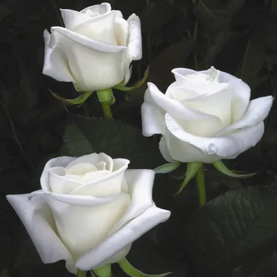 Роза белуга | купить розы белуга оптом в Москве