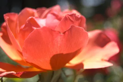 Rosa Beluga Wale auf weißem Hintergrund Abbildung Stock-Vektorgrafik - Alamy