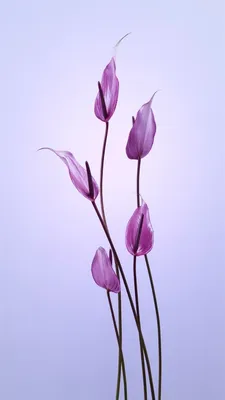 Весенние обои | Hd flower wallpaper, Purple wallpaper, Dark wallpaper