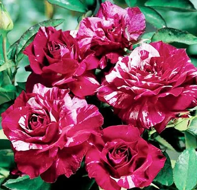 19791-CGD Purple Tiger Rose, floribunda Rosa hybrid, at Bakersfield, CA  USA.jpg | Richard Shiell