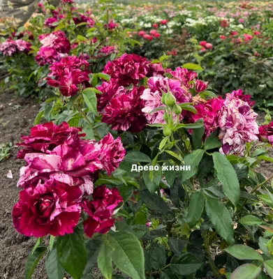 19790-CGD Purple Tiger Rose bush, floribunda Rosa hybrid, at Bakersfield,  CA USA.jpg | Richard Shiell