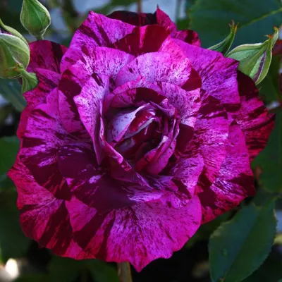 Rosa 'Purple Tiger' - Alvarez Nursery