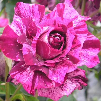 Heirloom Roses - This rose is one of a kind! Purple Tiger's blooms burst  with striking explosions of purple and mesmerizing sweet citrus fragrance.  Shop Purple Tiger: https://www.heirloomroses.com/purple-tiger.html  #purpleroses #stripedroses #roses ...