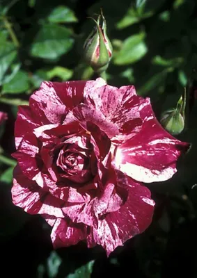 Purple Tiger rose | Purple Striped Floribunda | Gardenroses.co.uk