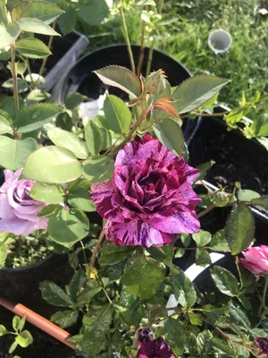 Purple Tiger Rose | Star Nursery Garden and Rock Centers