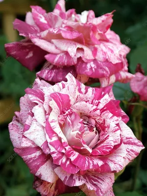 Purple Tiger Rose | Striped Floribunda | Style Roses