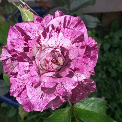 PURPLE Tigerfully Grown Blooming Size Rose Bush Plant - Etsy Finland