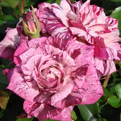 My purple tiger rose in full bloom! Blue moon hiding behind : r/GardeningUK