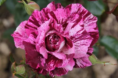 Photo of the bloom of Rose (Rosa 'Purple Tiger') posted by Skiekitty -  Garden.org