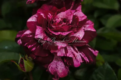 30+ Seeds| Purple Tiger Rose Perennial Flower Seeds#1080 – PEMDASGARDEN