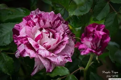 Elegant Purple Tiger Rose - Perfect for Weddings