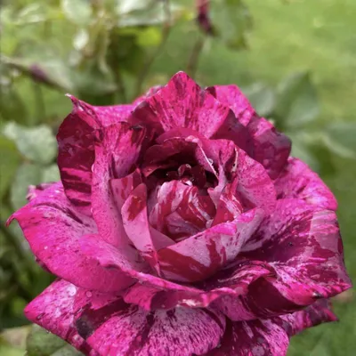 File:Rosa Purple Tiger 0zz.jpg - Wikimedia Commons