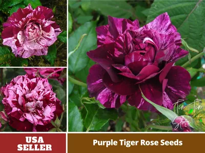 Photo of the bloom of Rose (Rosa 'Purple Tiger') posted by zuzu - Garden.org