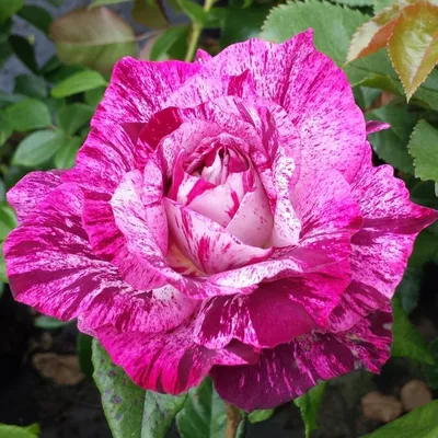 Purple Tiger Rose| Purple Striped Floribunda | The Fragrant Rose Company