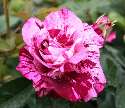 Photo of the bloom of Rose (Rosa 'Purple Tiger') posted by Gilli -  Garden.org