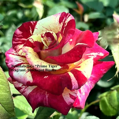 Barona Rose Garden Series - Purple Tiger - Dark Red and Pink Striped Rosa  Centifolia Stock Image - Image of slight, casino: 280554743