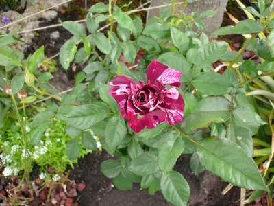 Purple Tiger Rose Perennial Flowers authentic Seeds-flowers organic. Non  GMO vegetable Seeds-mix Seeds for Plant-b3g1 1080. - Etsy