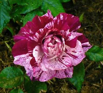 Barona Rose Garden Series - Purple Tiger - Dark Red and Pink Striped Rosa  Centifolia Stock Image - Image of slight, casino: 280554743