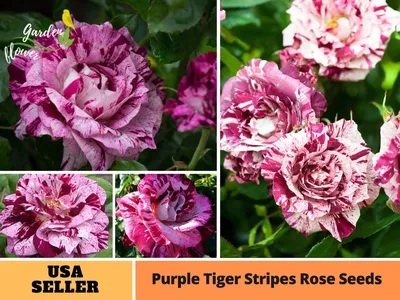 Purple tiger rose hi-res stock photography and images - Alamy