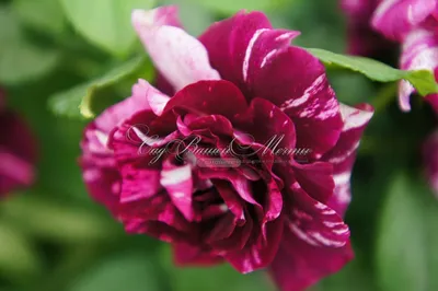 Purple Tiger rose | Purple Striped Floribunda | Gardenroses.co.uk