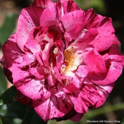 Photo of the bloom of Rose (Rosa 'Purple Tiger') posted by HamiltonSquare -  Garden.org