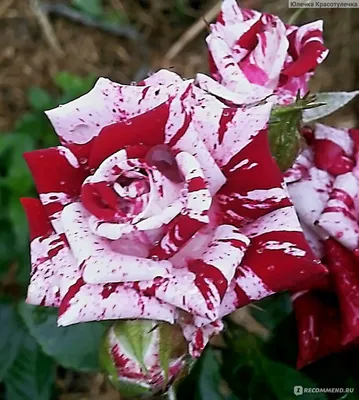 Uva Nursery - Purple Tiger Floribunda-Rose Flower Color... | Facebook